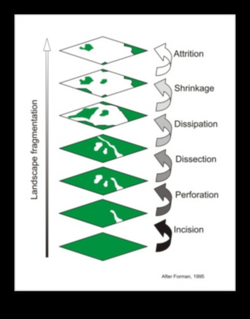 Kāpēc noteiktas ainavas ir vairāk pakļautas biotopu sadrumstalotībai?