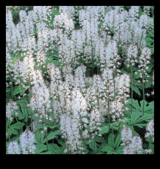 Ziedēšanas sākums: atklāti pavasara ziedi