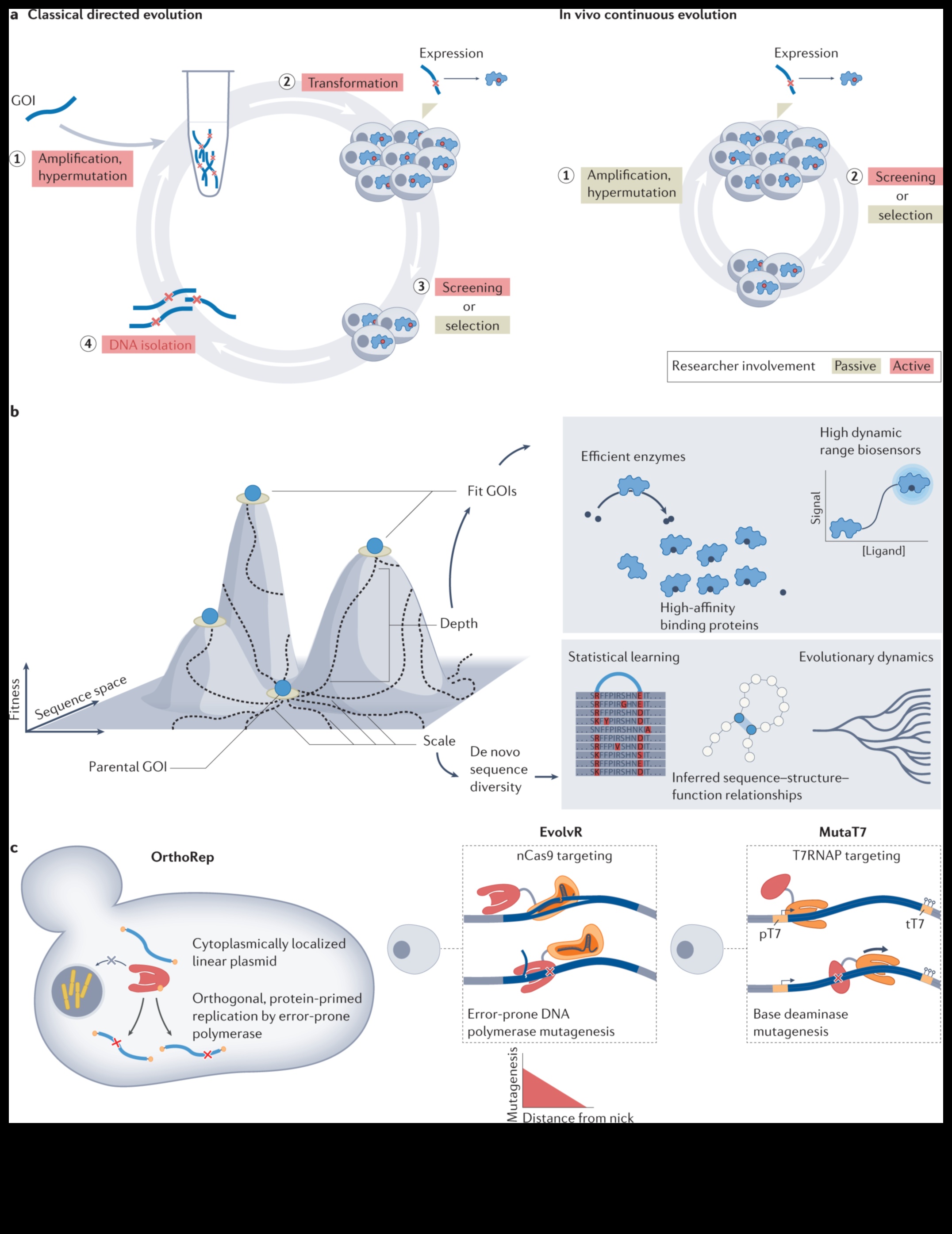 Ģenētiskās ekspresijas biotehnoloģijas evolūcija cauri laikiem 3 Ģenētiskās izpausmes evolūcija: biotehnoloģija cauri laikiem
