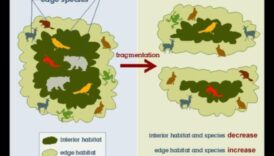 Biotopu sadrumstalotības dažādie veidi 4 Kāpēc noteiktas ainavas ir vairāk pakļautas biotopu sadrumstalotībai?