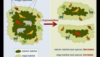 Kāpēc noteiktas ainavas ir vairāk pakļautas biotopu sadrumstalotībai?