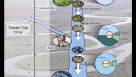 Rivulets III ritmi: straumes un līči, kas atkal plūst pa dažādām ainavām
