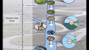 Rivulets III ritmi: straumes un līči, kas atkal plūst pa dažādām ainavām