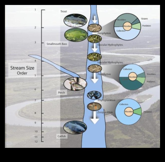 Dzīvības plūsmu plūsma un to nozīme 1 Rivulets III ritmi: straumes un līči, kas atkal plūst pa dažādām ainavām