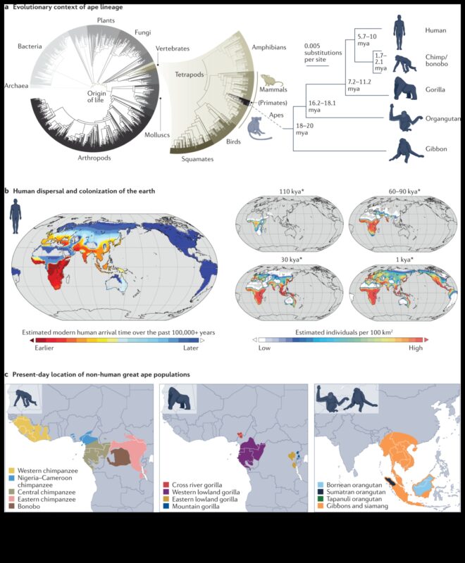 Ģenētiskās izpausmes evolūcija: biotehnoloģija cauri laikiem