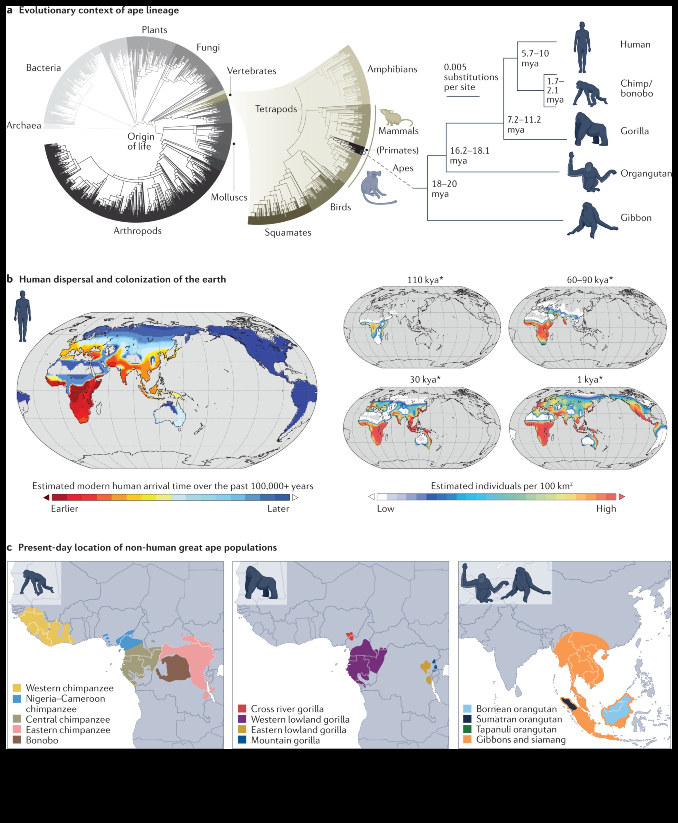 Ģenētiskās izpausmes evolūcija: biotehnoloģija cauri laikiem