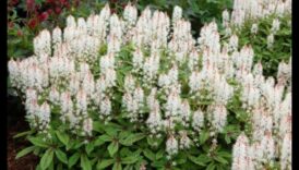 Pavasara ziedu simfonija 3 Ziedēšanas sākums: atklāti pavasara ziedi