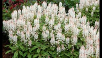 Ziedēšanas sākums: atklāti pavasara ziedi