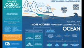 Kā piekrastes ainavas pielāgojas okeāna paskābināšanās ietekmei?