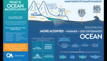 Kā piekrastes ainavas pielāgojas okeāna paskābināšanās ietekmei?